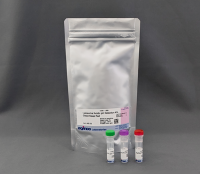 Lysosomal Acidic pH Detection Kit Green/Deep Red
