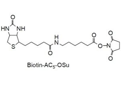 Biotin-AC5-OSU