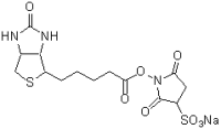Biotin-Sulfo-OSU